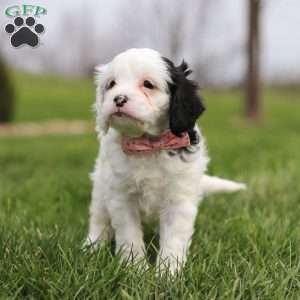 Molly, Cavapoo Puppy